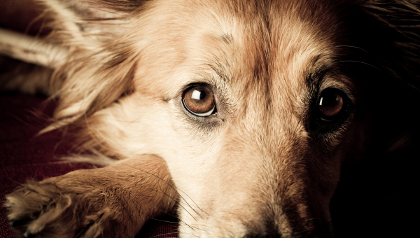 Sad Looking Dog Close-up